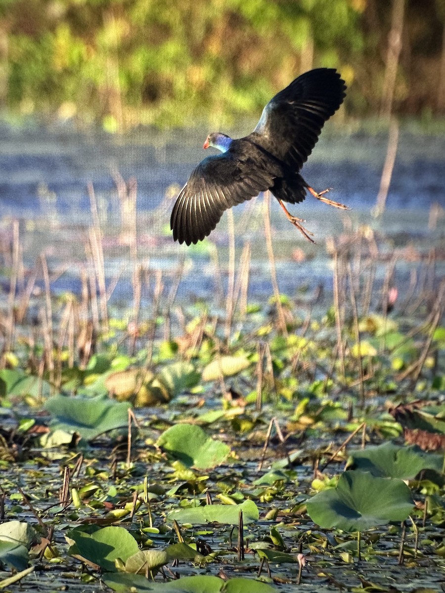 Gray-headed Swamphen - ML613598388