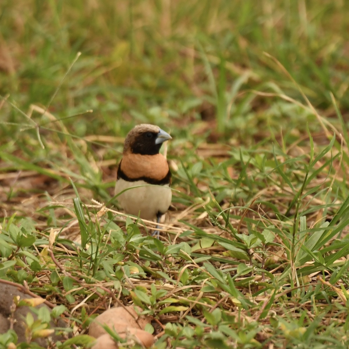 Chestnut-breasted Munia - ML613598406