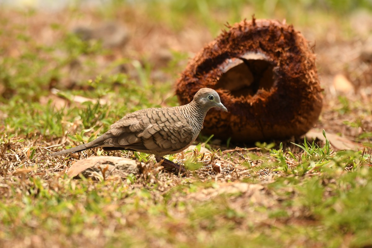 Zebra Dove - ML613598418