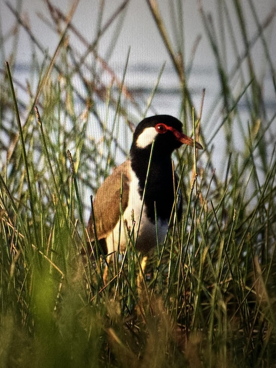 Red-wattled Lapwing - ML613598433