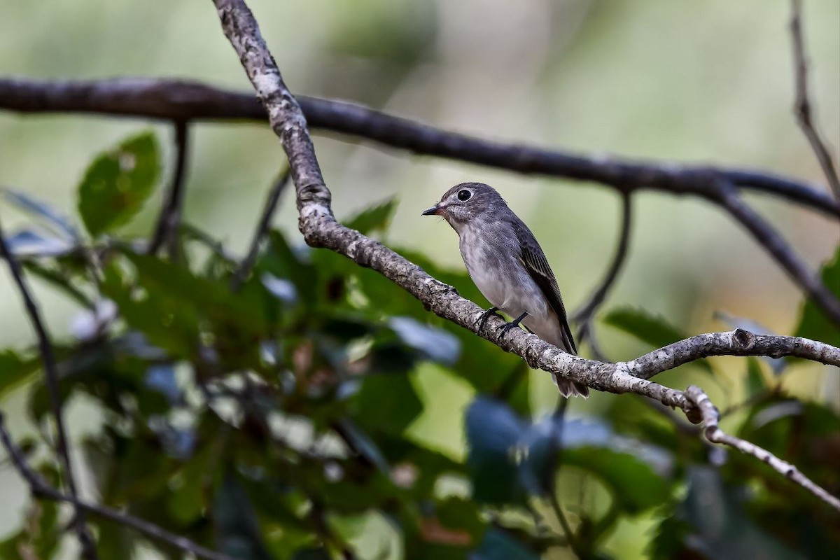 Dark-sided Flycatcher - ML613598435