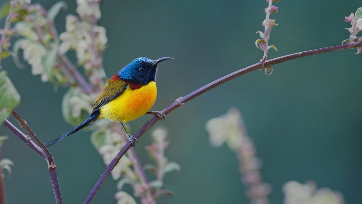 Green-tailed Sunbird (Green-tailed) - ML613598455