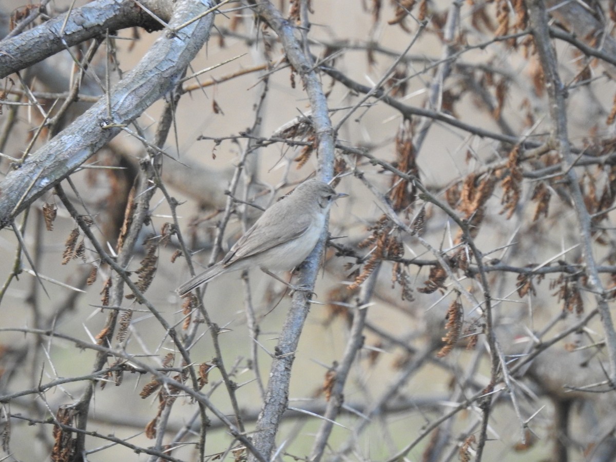 Booted Warbler - Mallikarjuna Agrahar