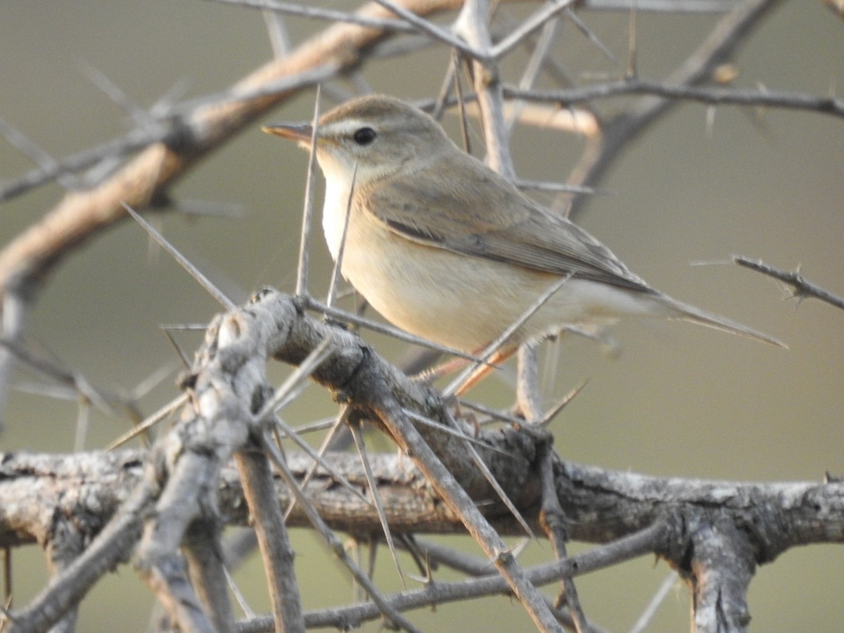 Booted Warbler - ML613598457