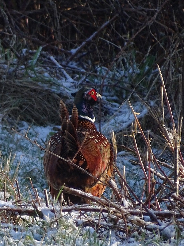 Ring-necked Pheasant - ML613598470