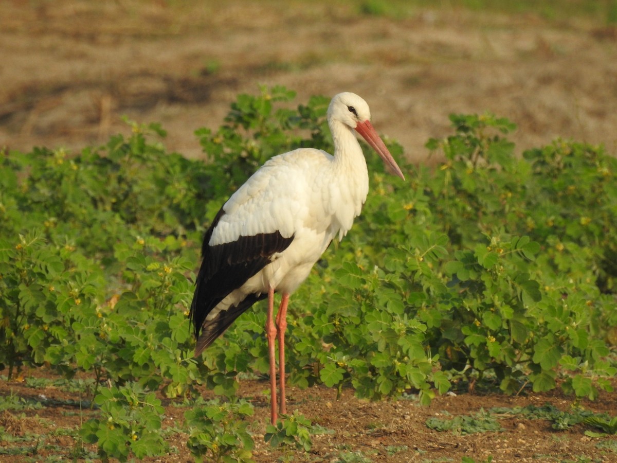 White Stork - ML613598499