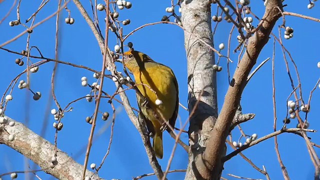 Hepatic Tanager - ML613598511