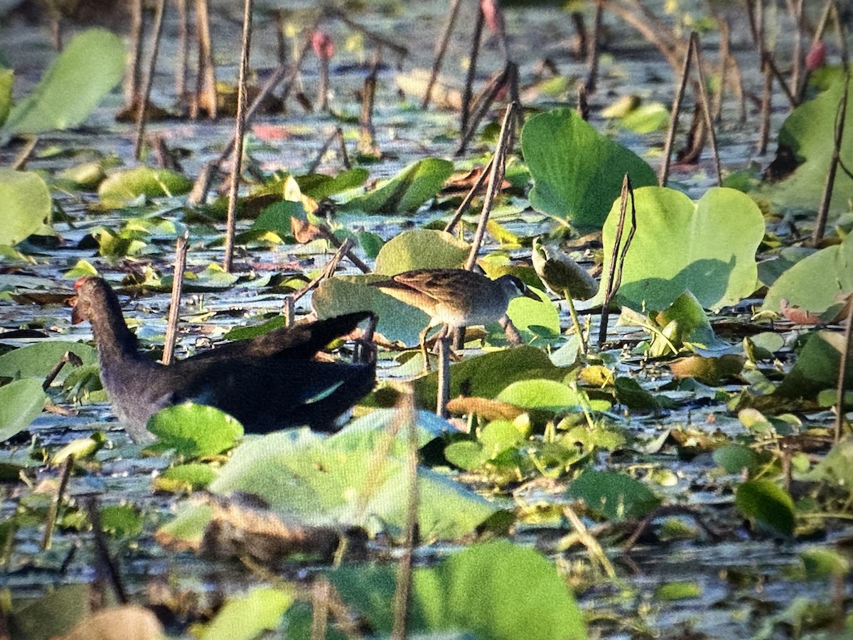 White-browed Crake - ML613598540