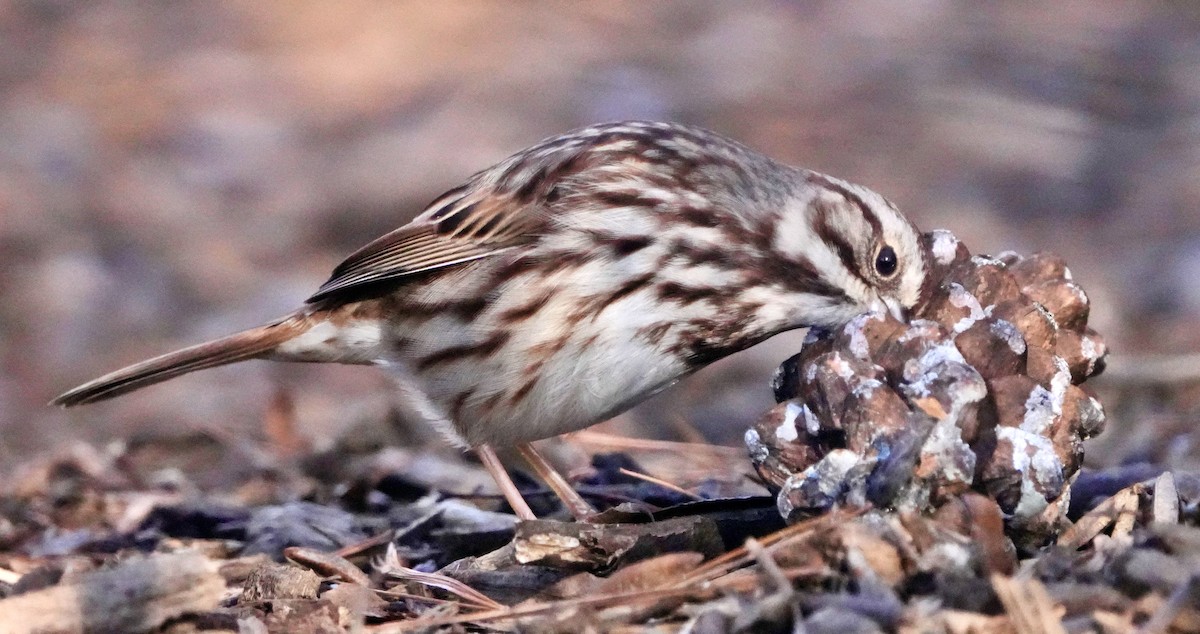 Song Sparrow - ML613598568