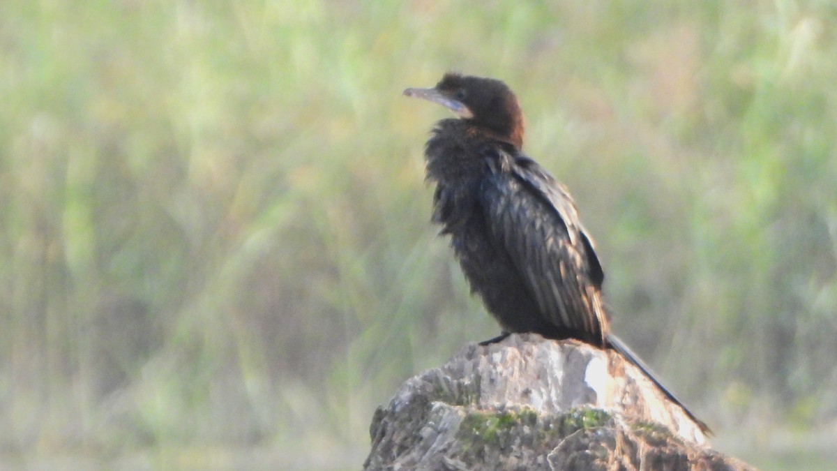 Little Cormorant - Girish Chhatpar