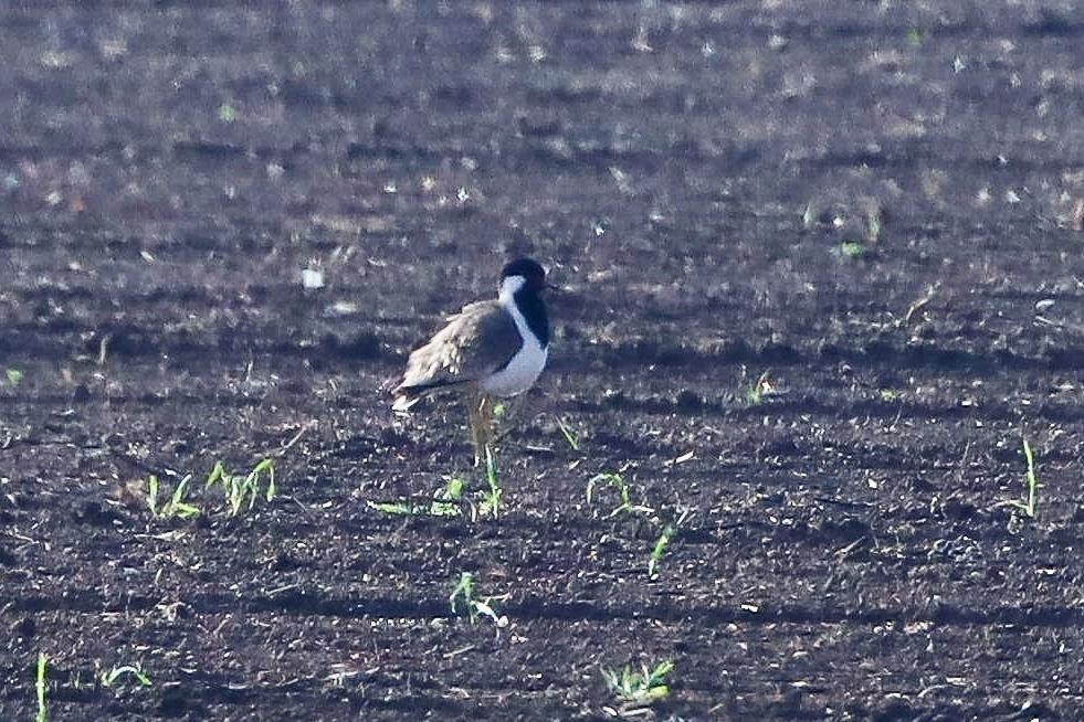 Red-wattled Lapwing - Adam Rosenfeld