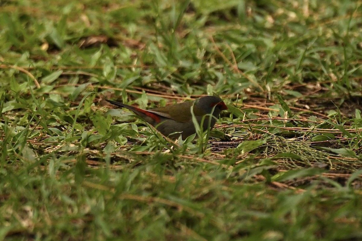 Red-browed Firetail - ML613598623
