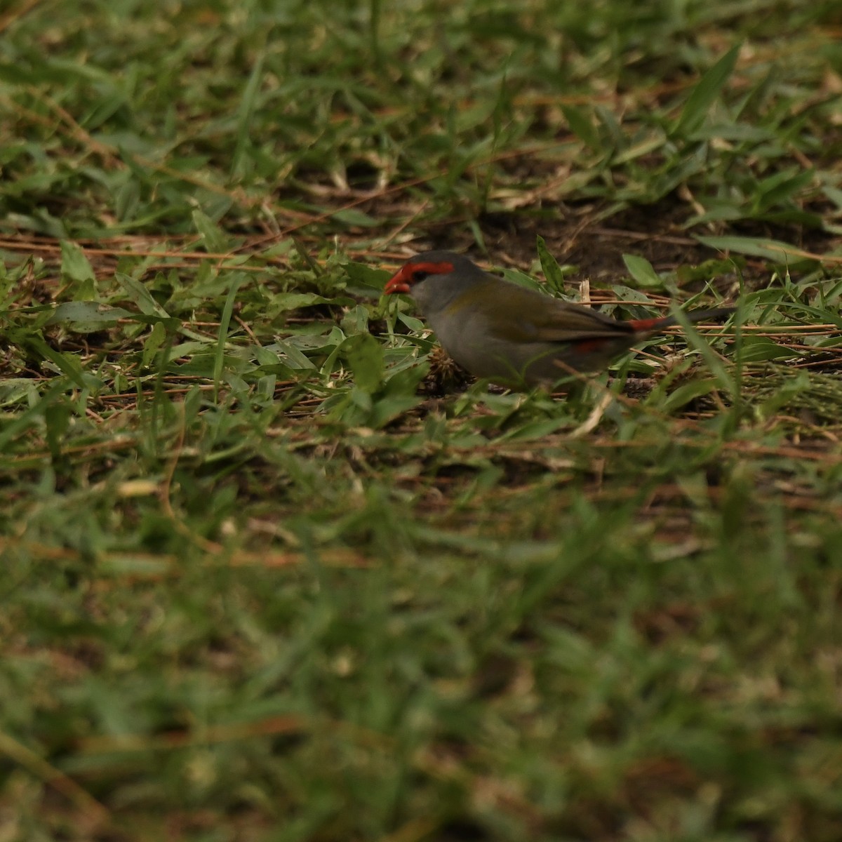 Red-browed Firetail - ML613598624