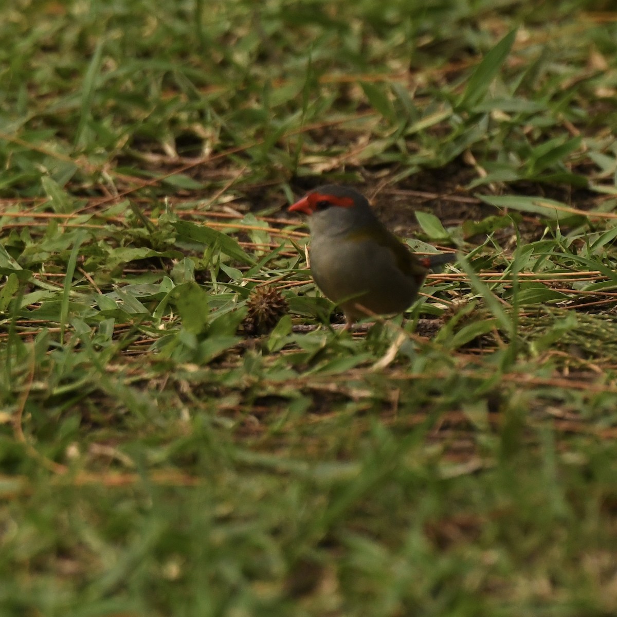 Red-browed Firetail - ML613598625