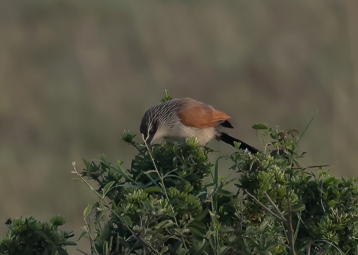 White-browed Coucal - ML613598632