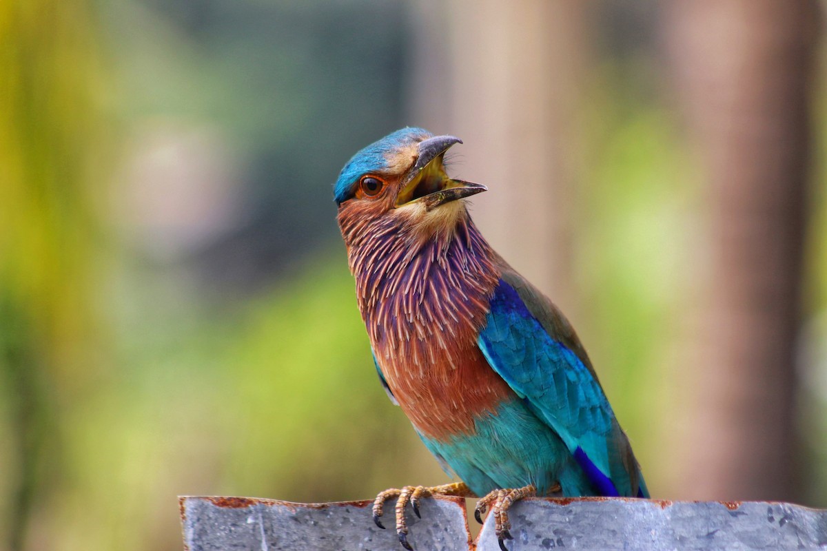 Indian Roller - Danidu Geeganage