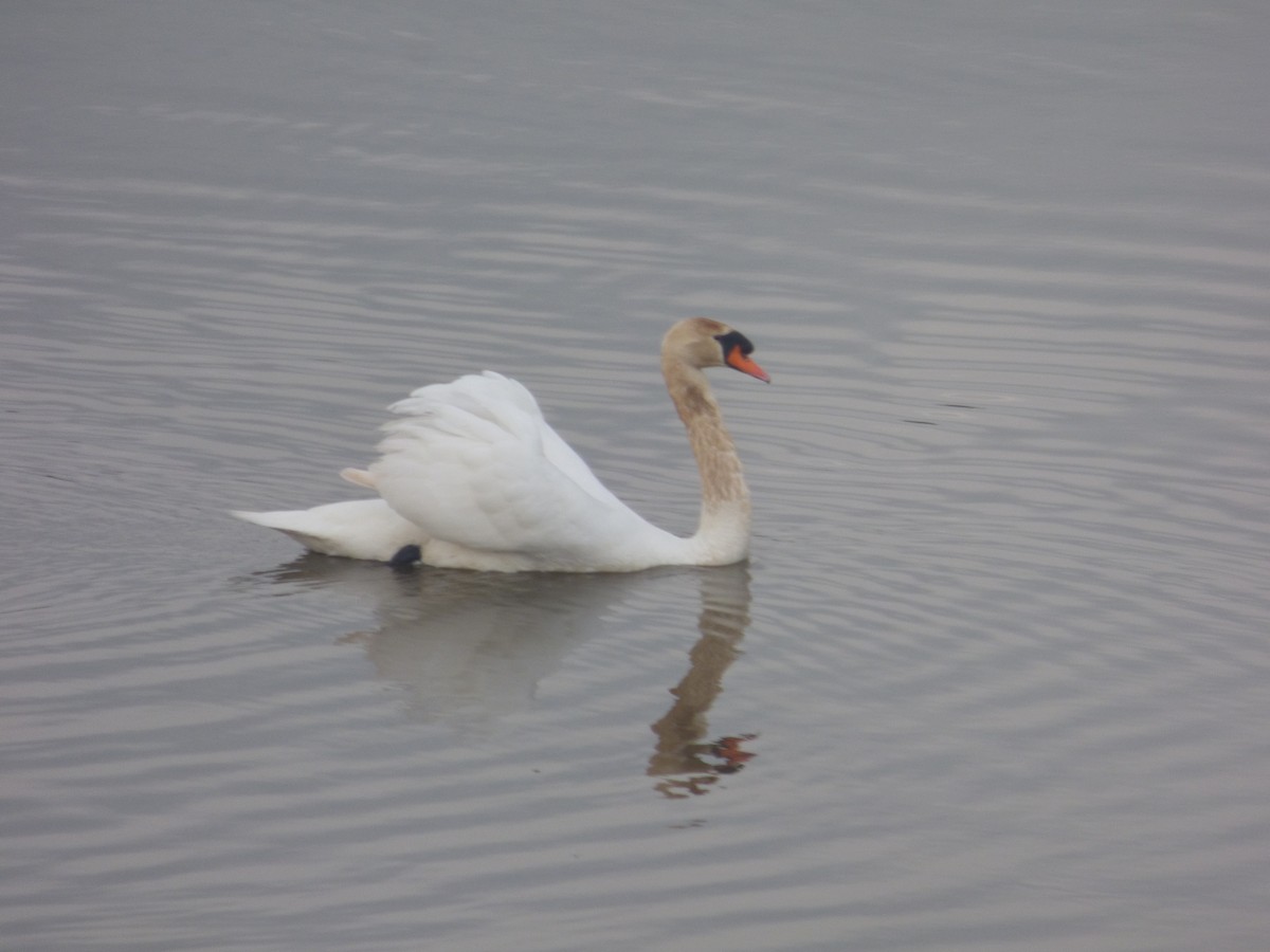 Mute Swan - ML613598870