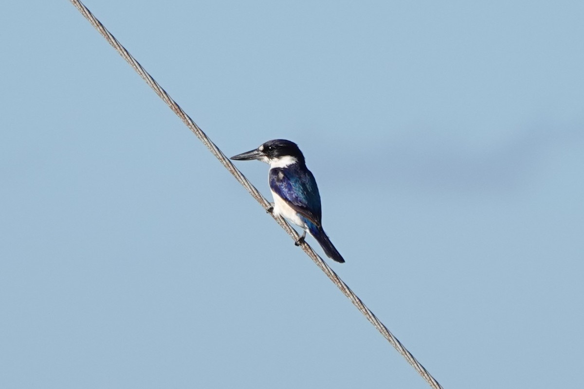 Forest Kingfisher - ML613598933