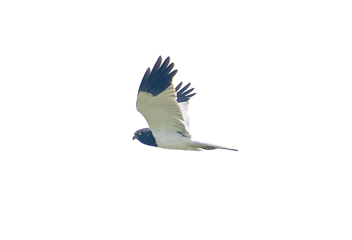 Pied Harrier - ML613598939