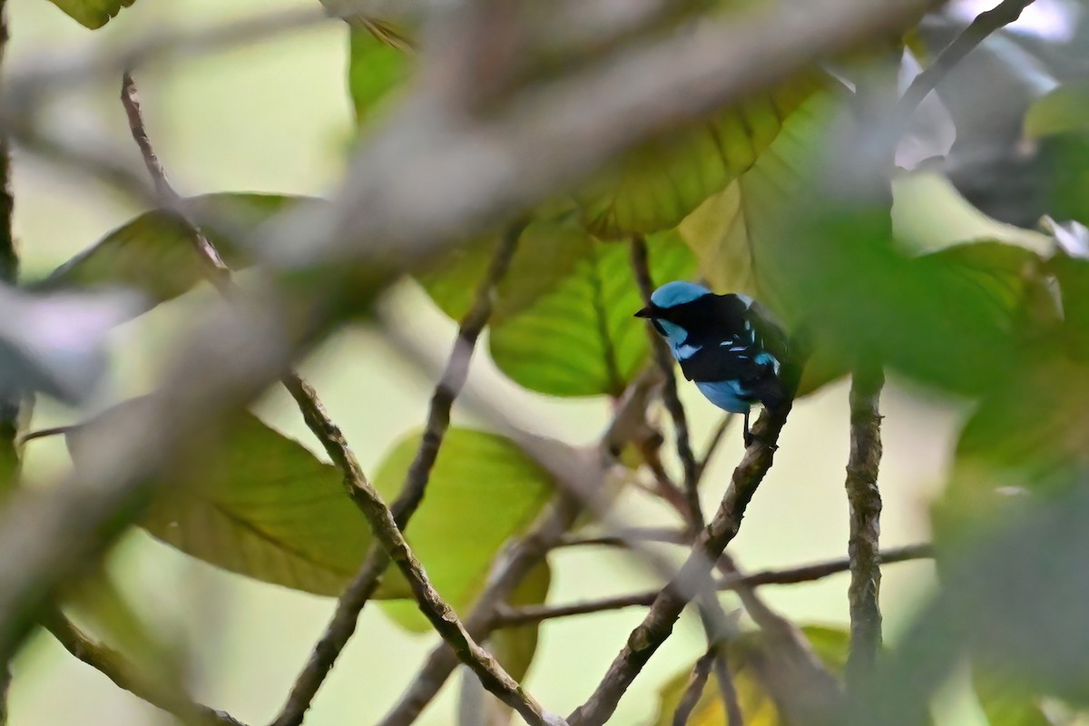 Turquoise Dacnis - ML613598956