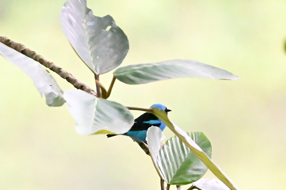 Turquoise Dacnis - ML613598957