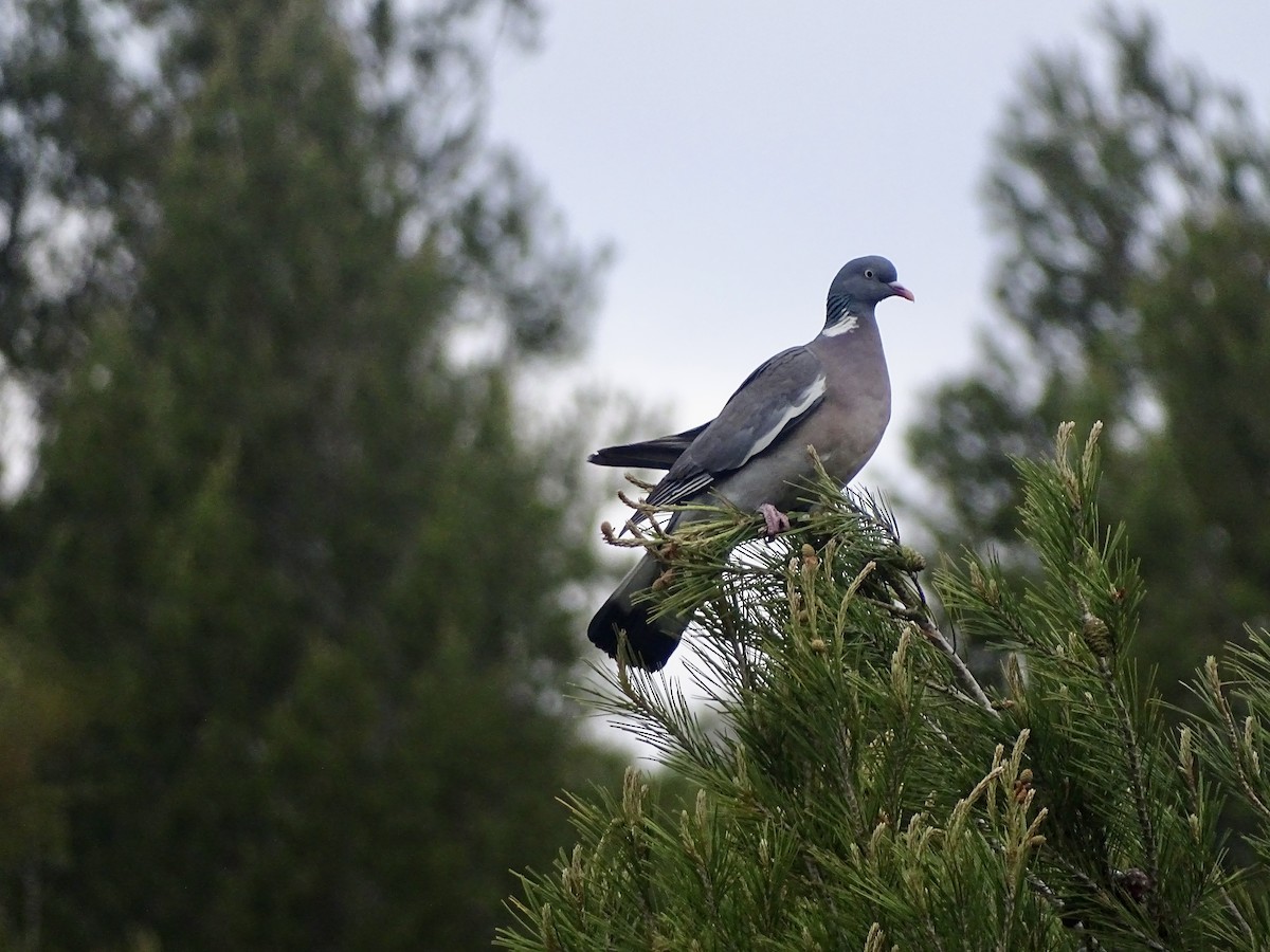Common Wood-Pigeon - ML613599083