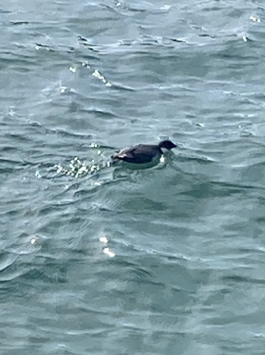 Ancient Murrelet - ML613599099