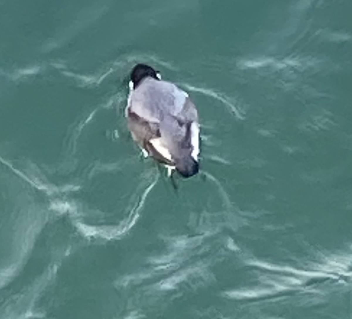 Ancient Murrelet - ML613599100