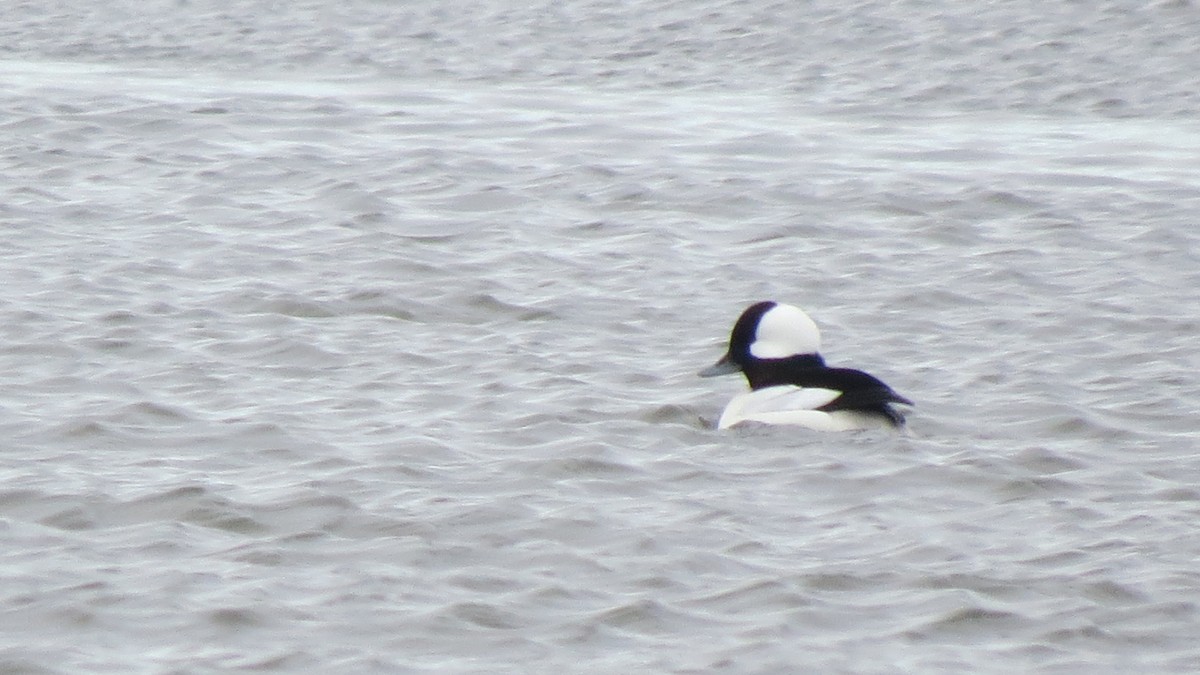 Bufflehead - Janet Weisner