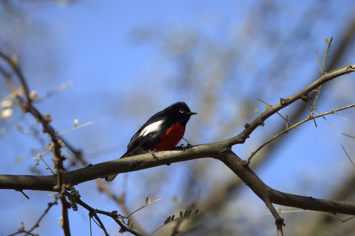 Painted Redstart - Jim Pecquex