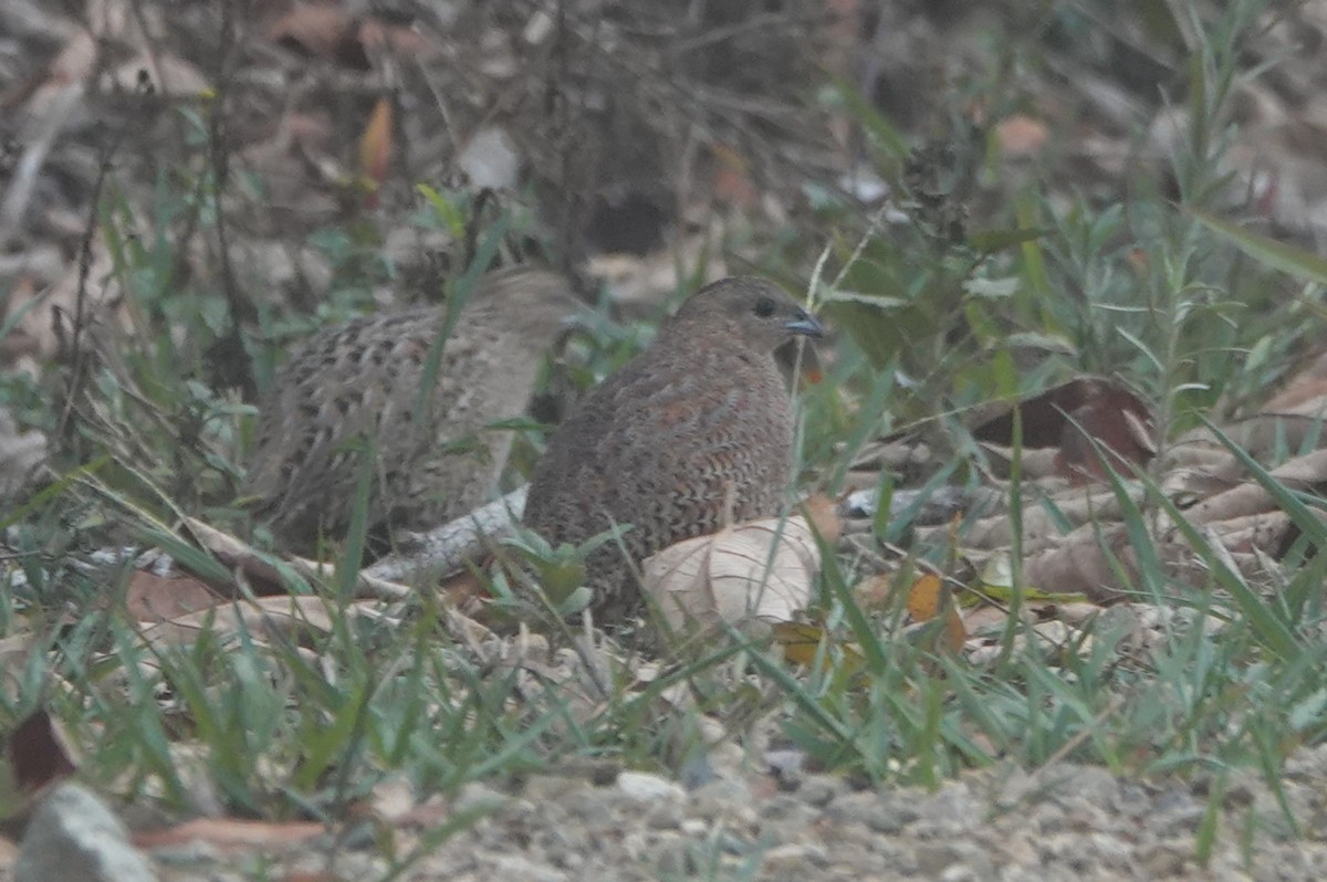 Brown Quail - ML613599184