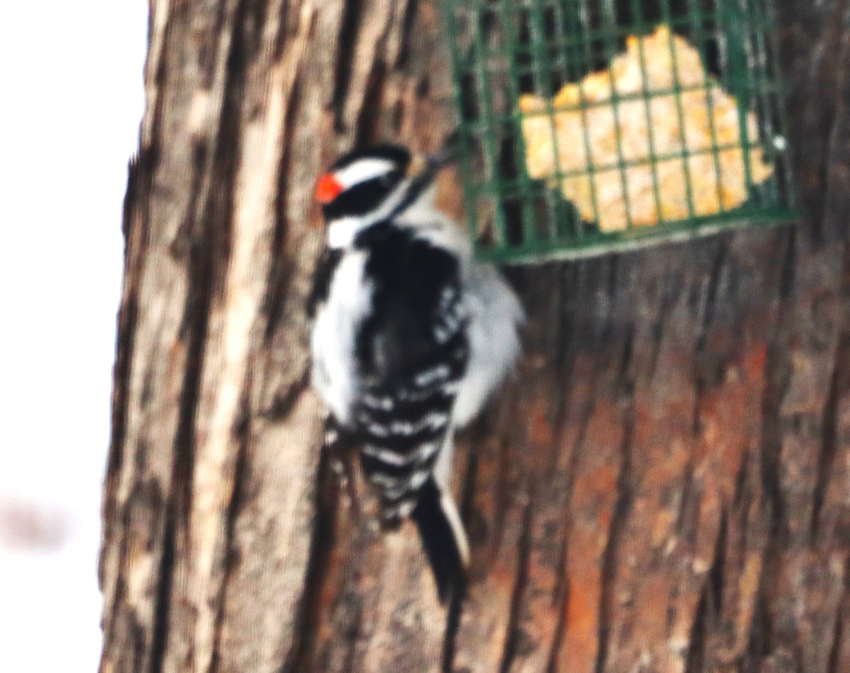 Hairy Woodpecker - ML613599196
