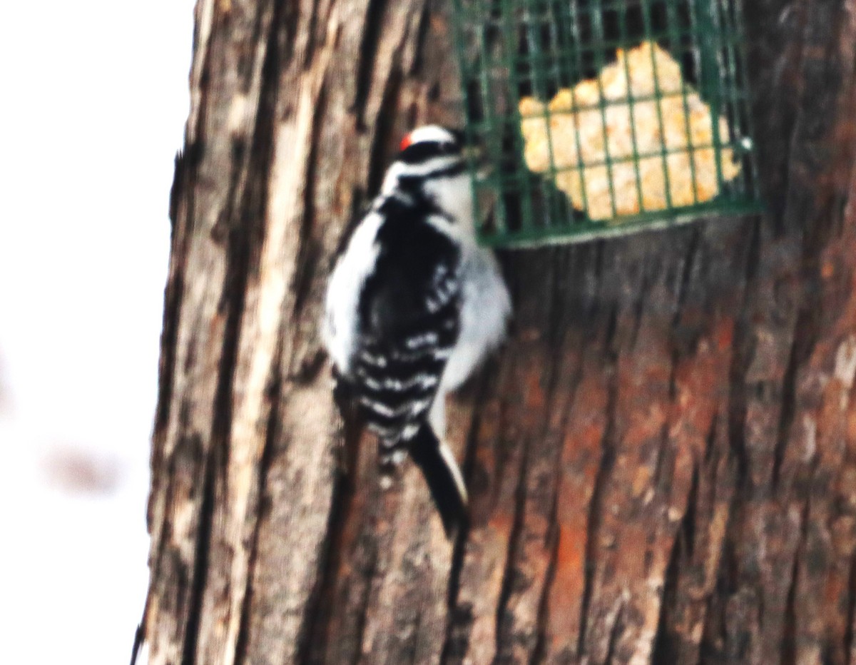 Hairy Woodpecker - ML613599199