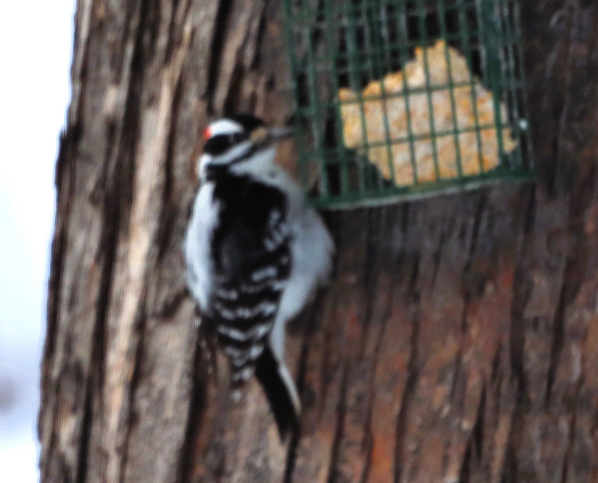 Hairy Woodpecker - ML613599204