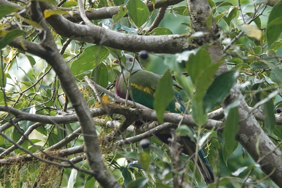 Wompoo Fruit-Dove - ML613599218