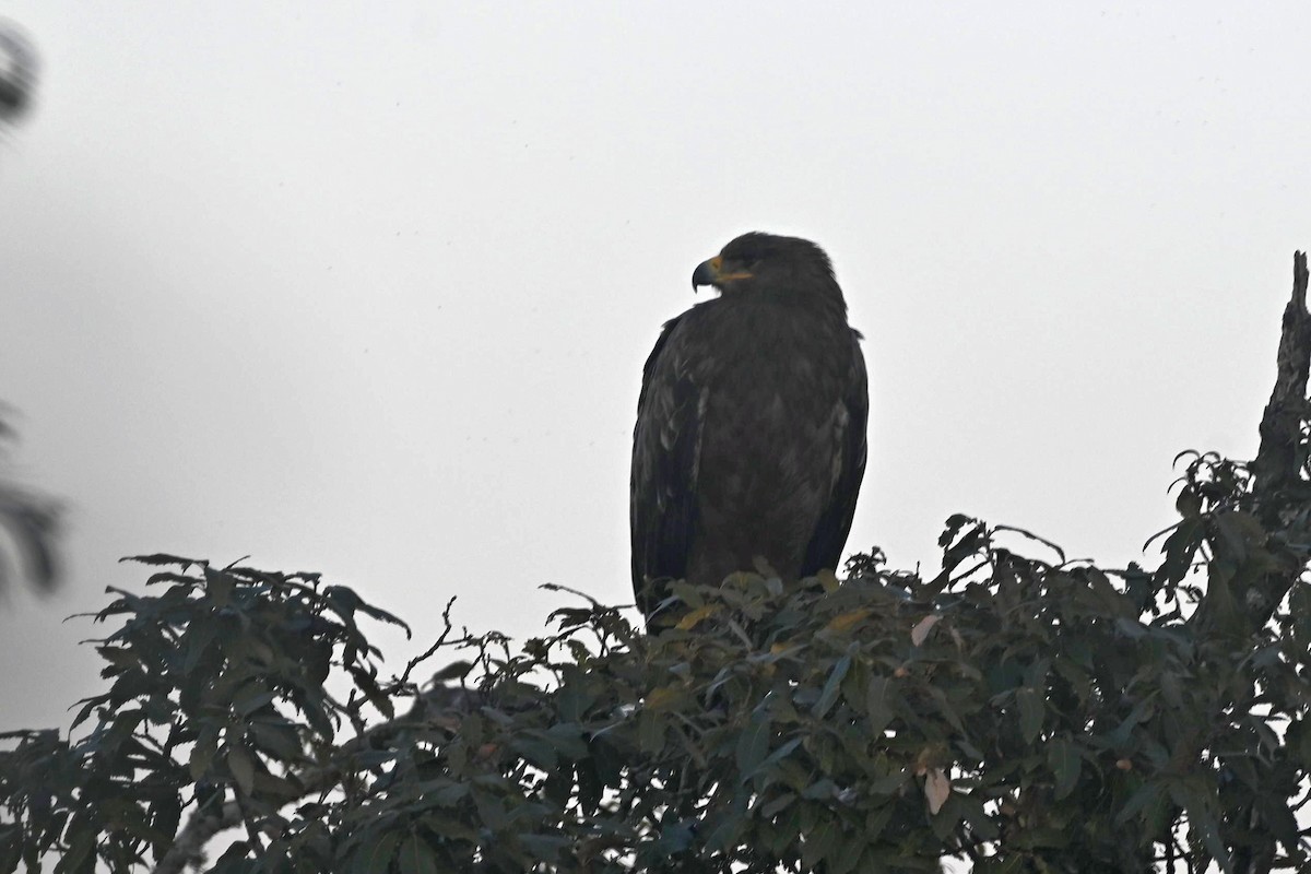 Steppe Eagle - ML613599267