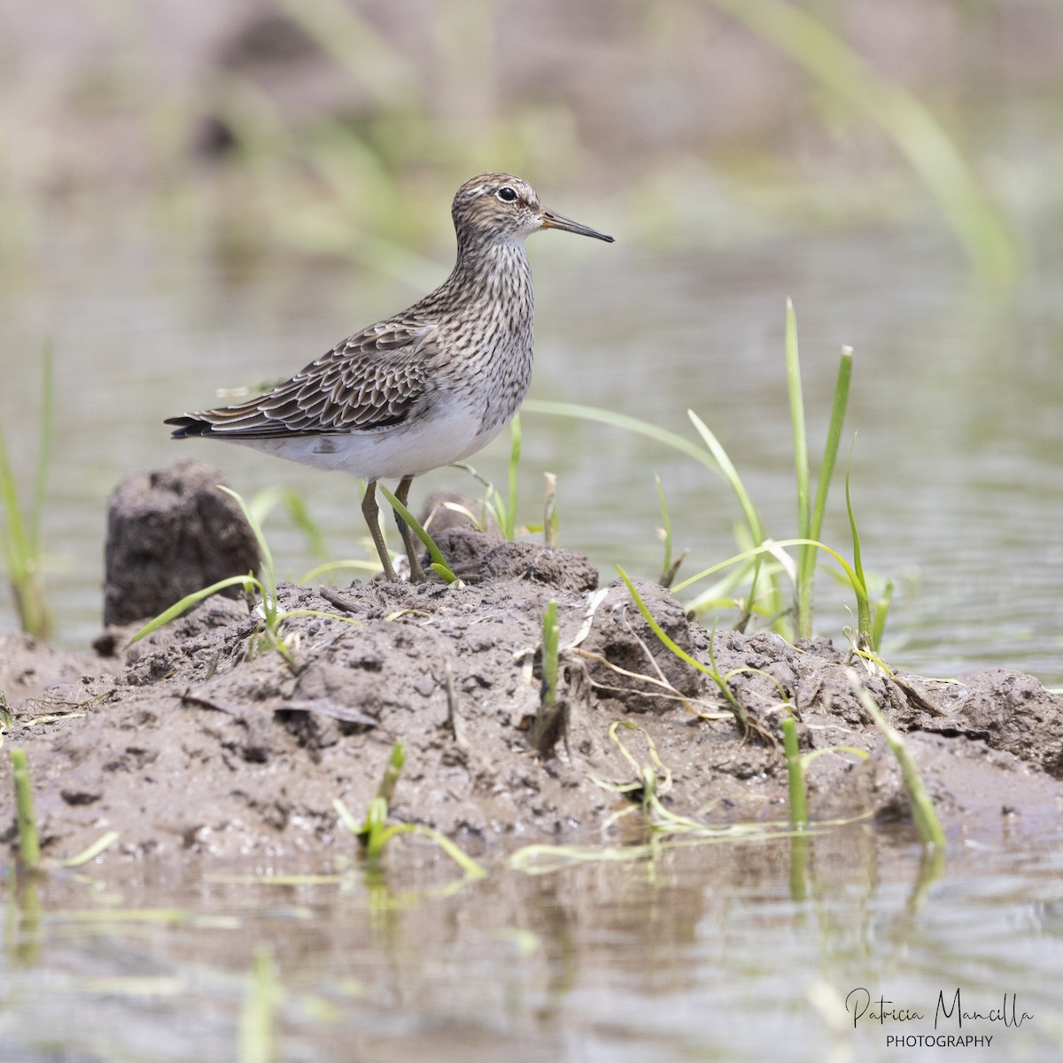 Pectoral Sandpiper - Patricia Mancilla Iglesias