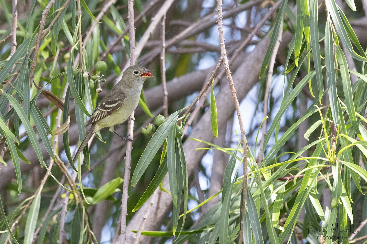 Small-billed Elaenia - Patricia Mancilla Iglesias