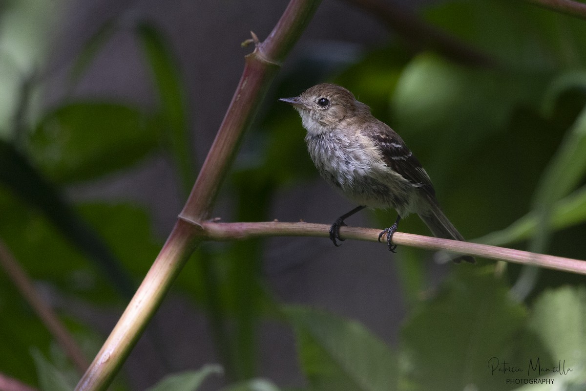 Bran-colored Flycatcher - ML613599305