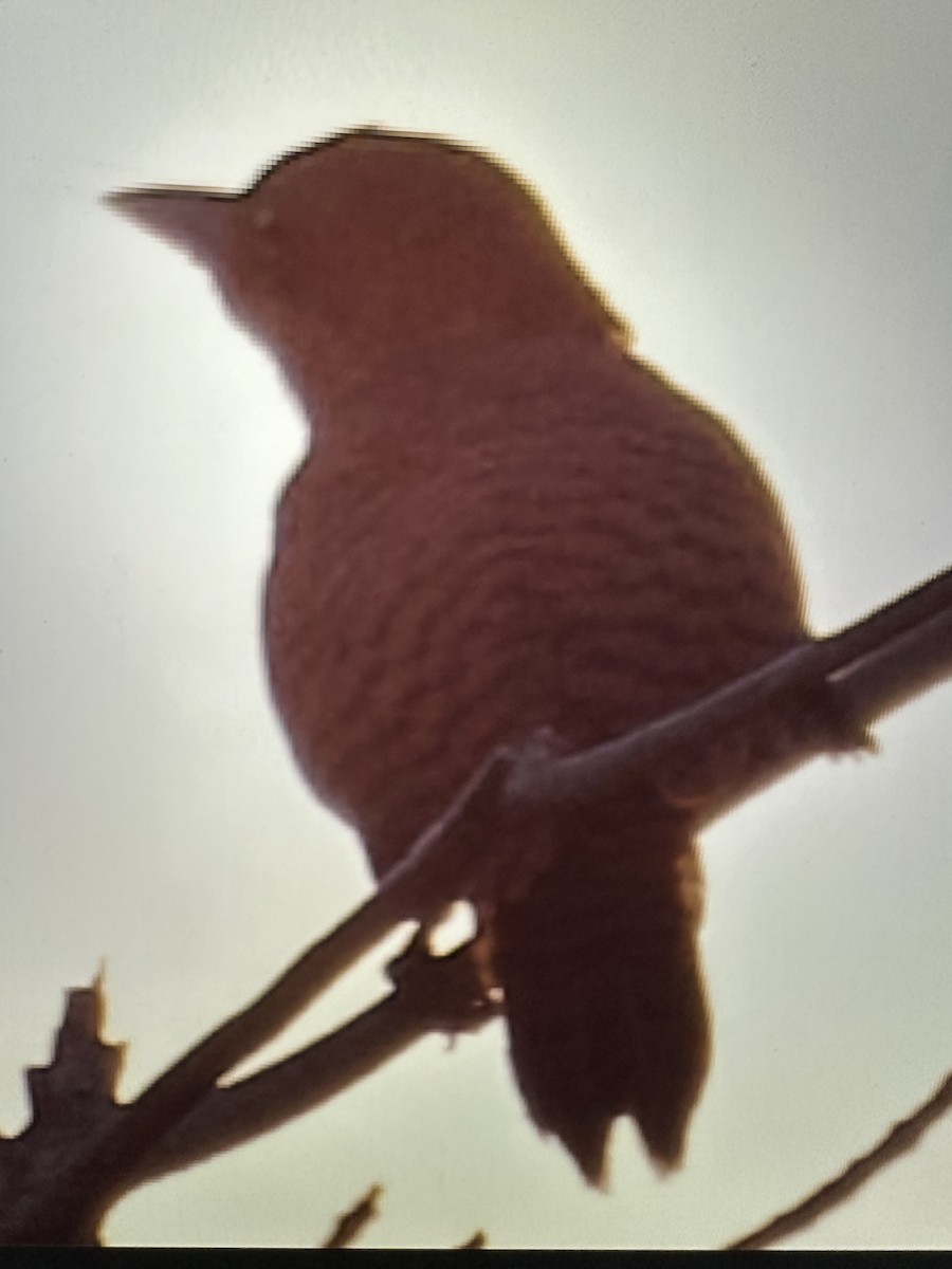 Rufous Woodpecker - ML613599356