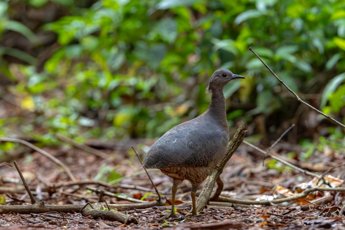 Undulated Tinamou - ML613599422