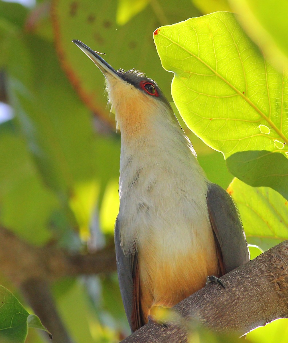 Hispaniolan Lizard-Cuckoo - Terry Master