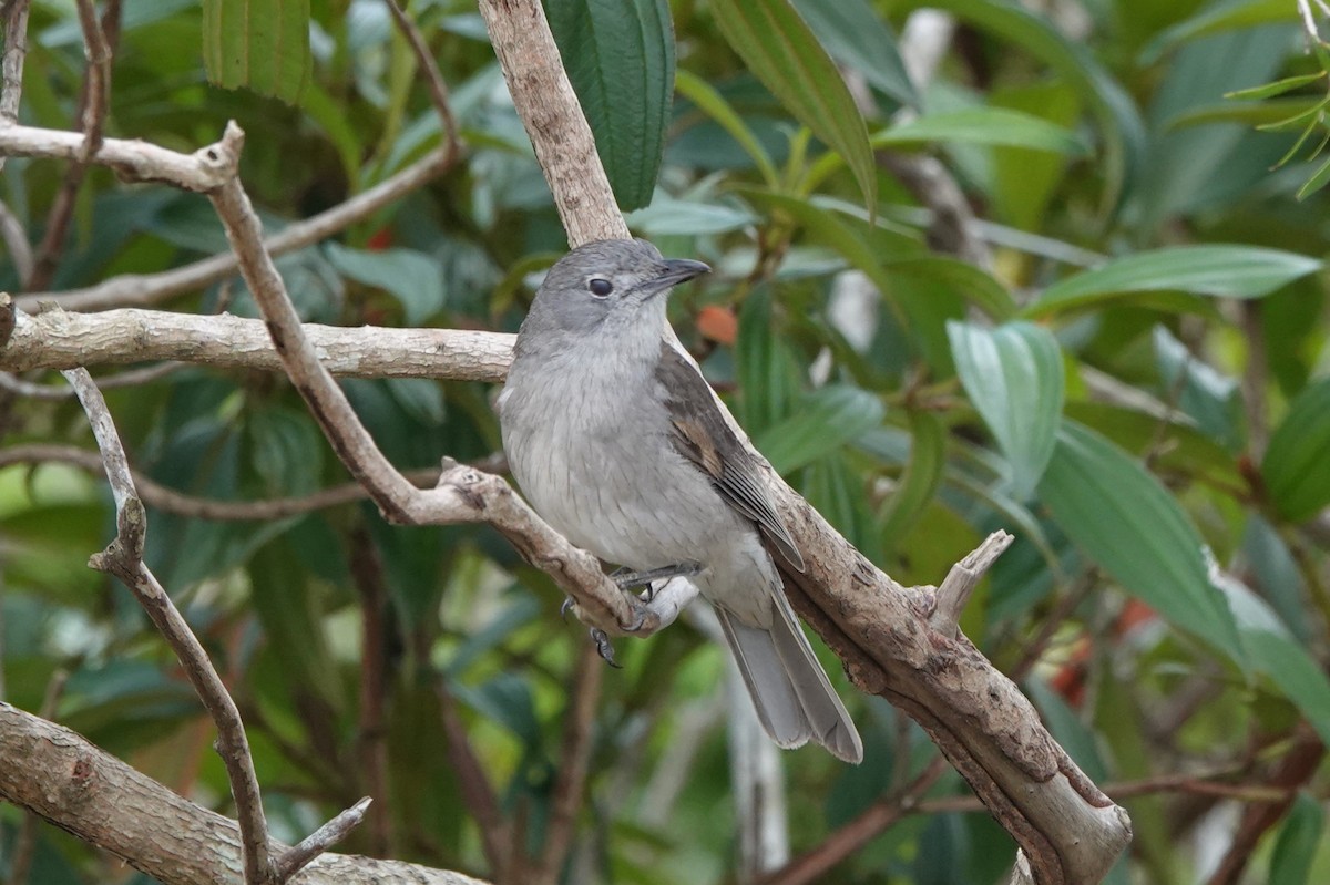 Gray Shrikethrush - Steve Kornfeld