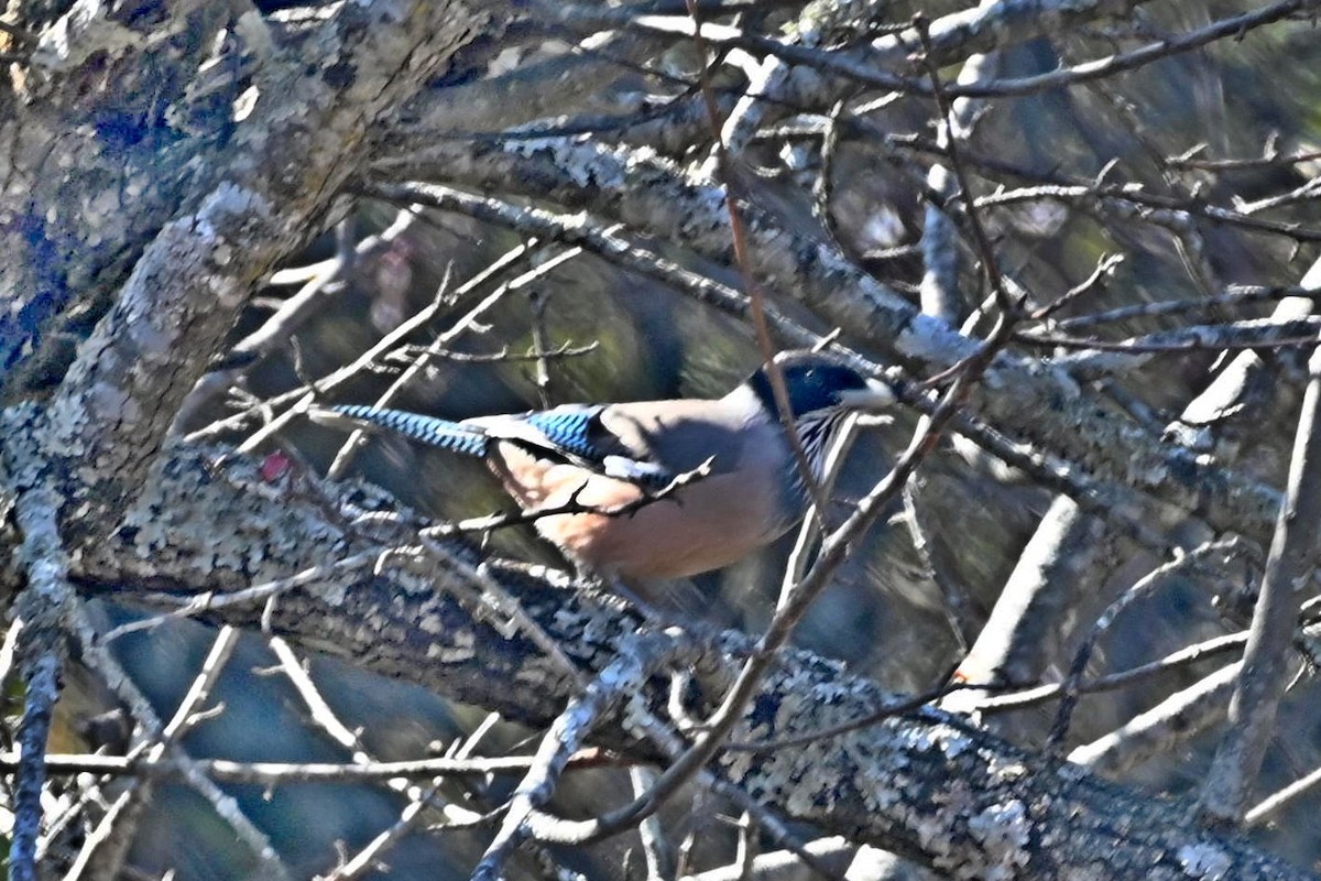 Black-headed Jay - ML613599491