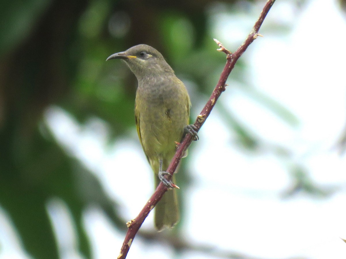 Dark-brown Honeyeater - ML613599572