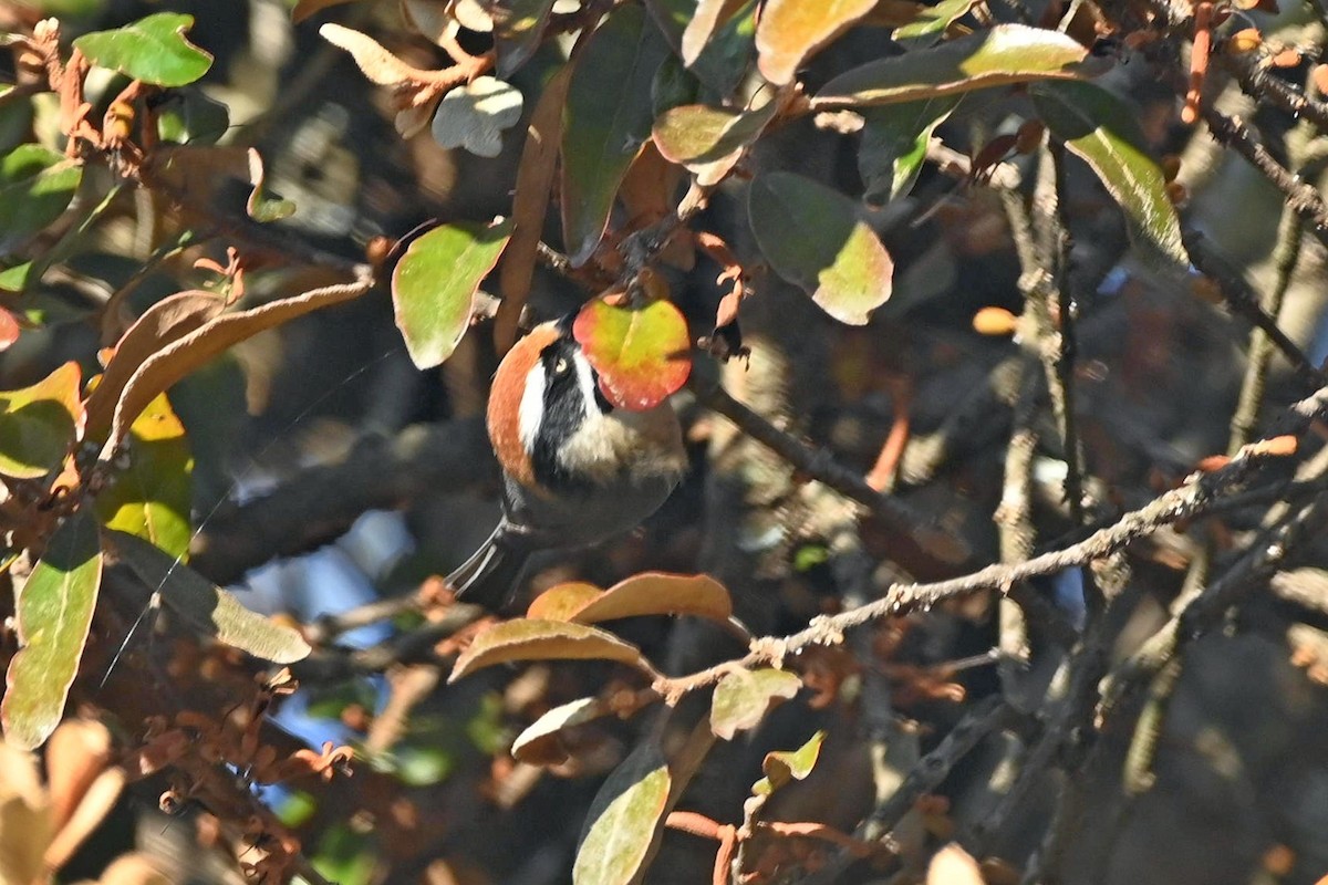 Black-throated Tit - ML613599575