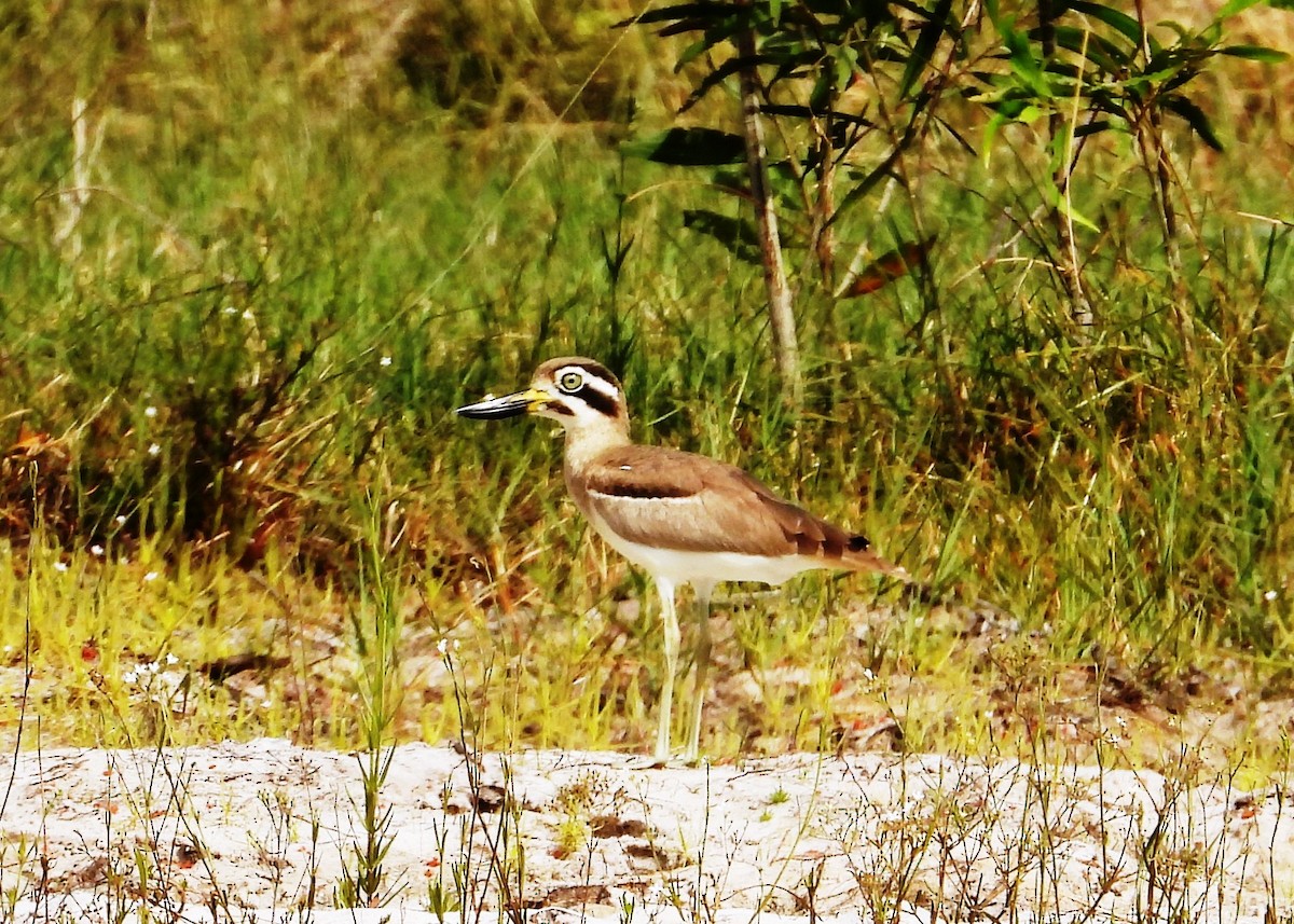 Great Thick-knee - ML613599674