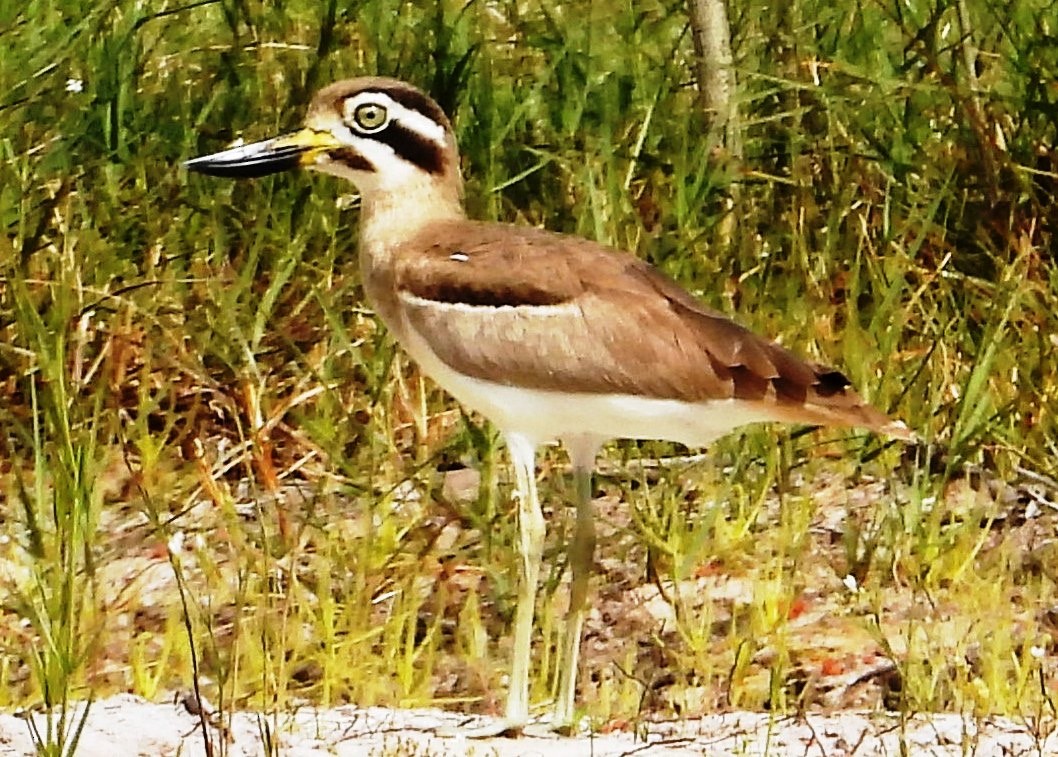 Great Thick-knee - ML613599678