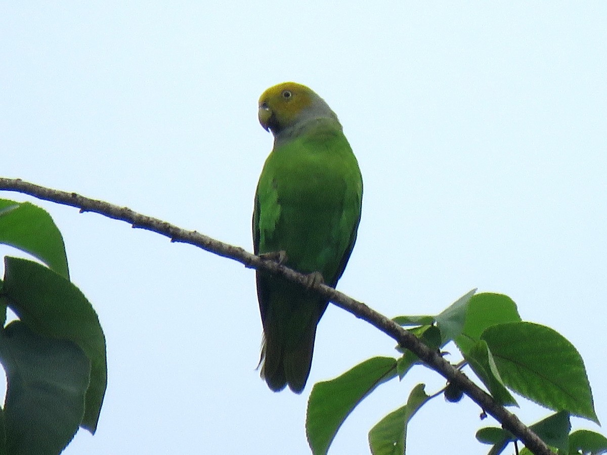 Singing Parrot - Jose Estrada