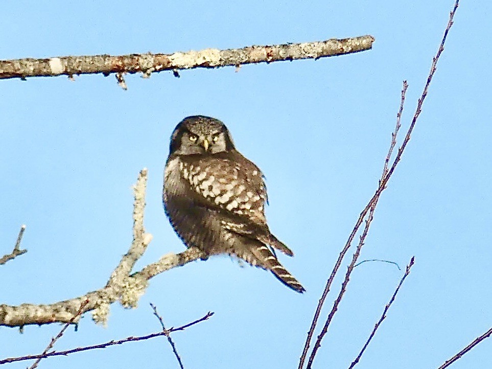 Northern Hawk Owl - ML613599722